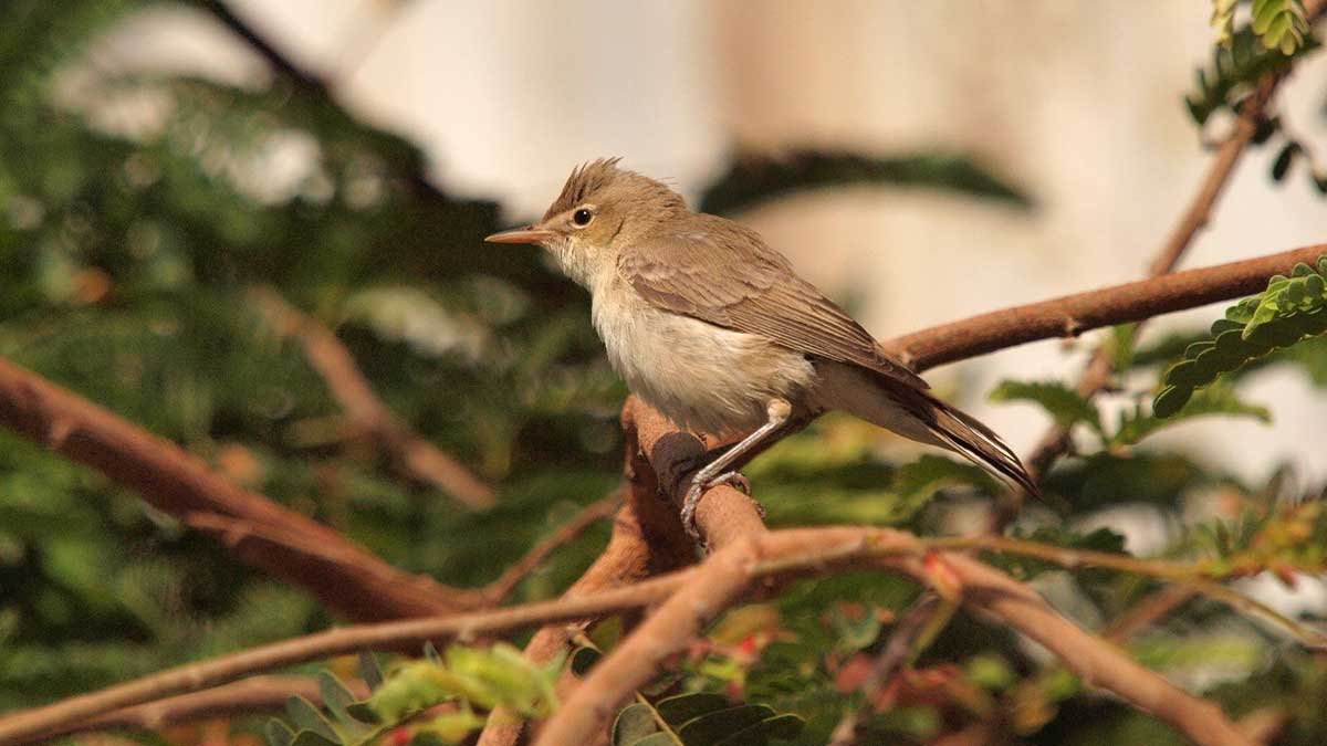 World Migratory Bird Day KSA Basra reed warbler