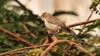 For the birds: Helping persevere habitats in the Kingdom for migrating birds