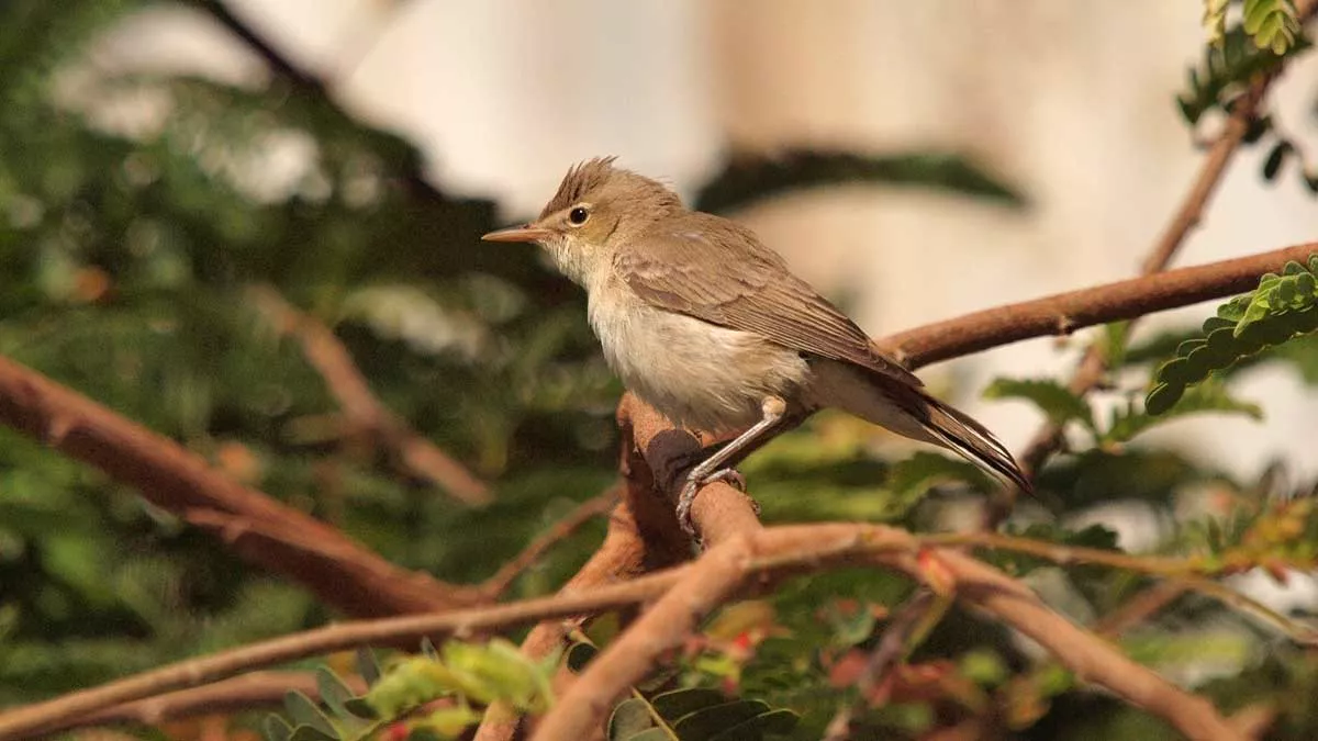 World Migratory Bird Day KSA Basra reed warbler