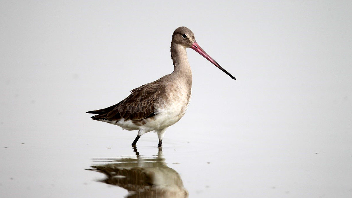 World Migratory Bird Day KSA black tailed godwit