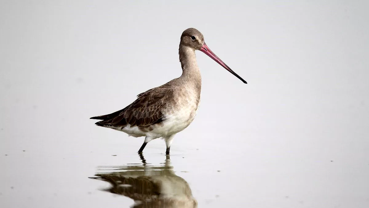 World Migratory Bird Day KSA black tailed godwit