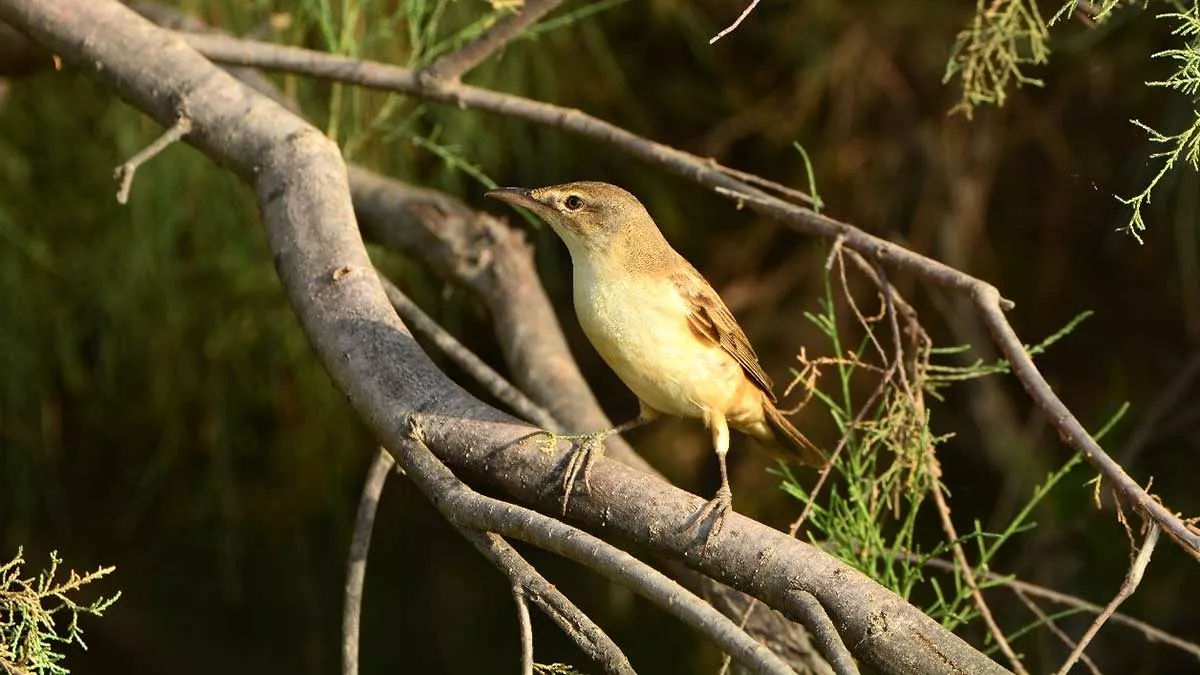 World Migratory Bird Day KSA great reed warbler