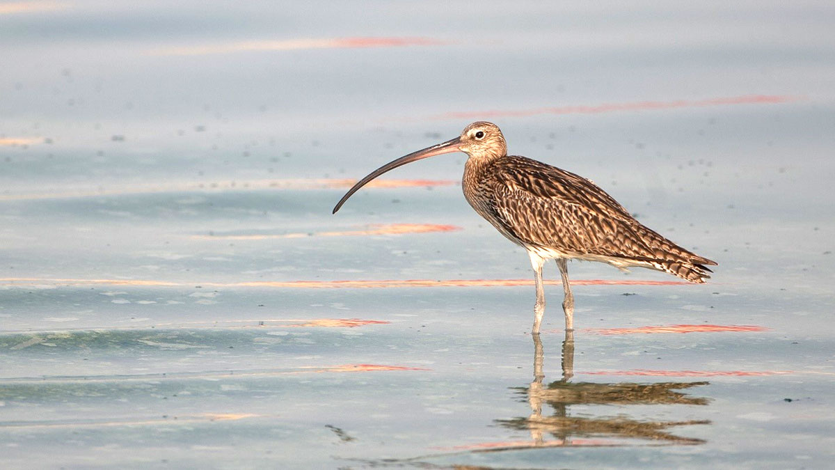 World Migratory Bird Day KSA Near-Threatened Eurasian curlew
