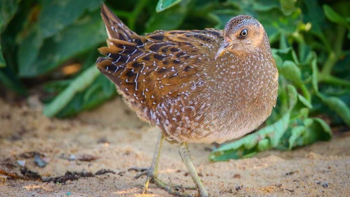 World Migratory Bird Day KSA spotted crake