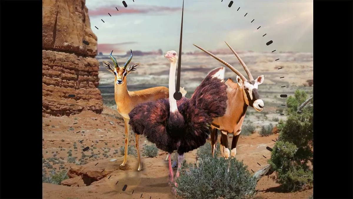 VIDEO: It’s not too late to save them