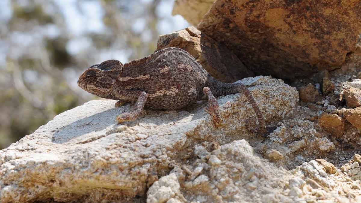 Medina biodiversity protection area