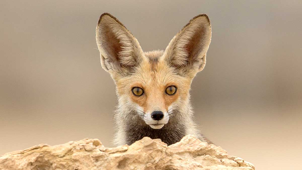 most common mammal in Saudi red fox