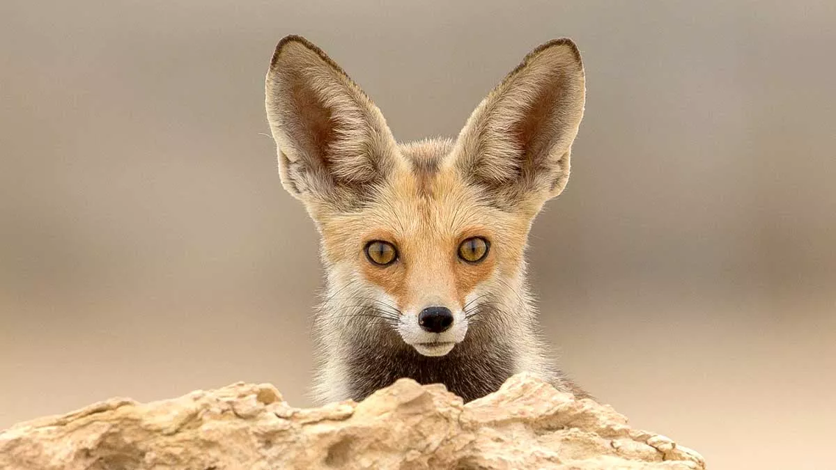 most common mammal in Saudi red fox