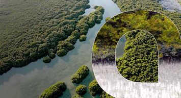 VIDEO: How does planting mangroves along the Kingdom’s coasts support communities and biodiversity around them?