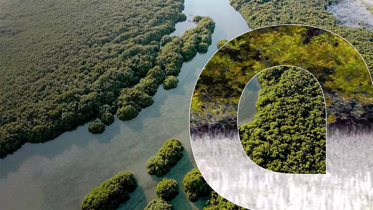 VIDEO: How does planting mangroves along the Kingdom’s coasts support communities and biodiversity around them?