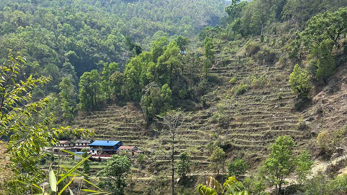 Nepal terraced farms