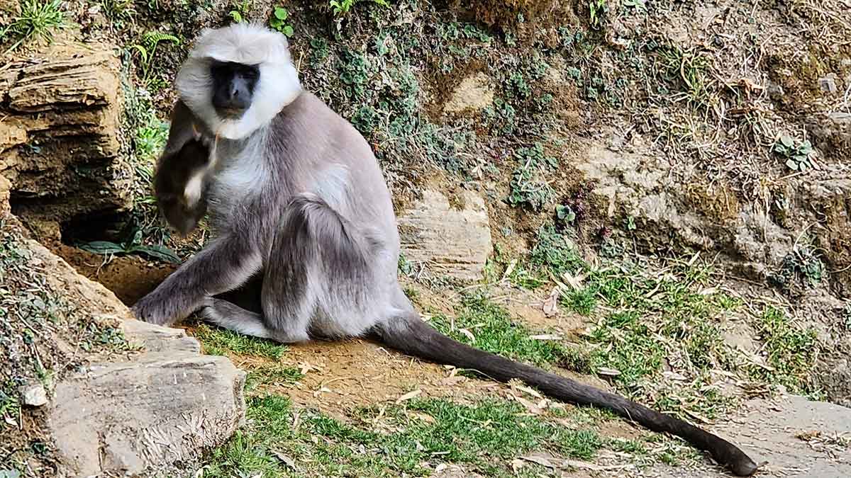 Nepal monkeys at the foot
