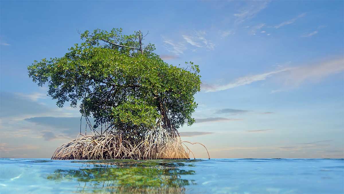 VIDEO: Happy International Mangrove Day — how our planting efforts reach the world