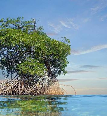 VIDEO: Happy International Mangrove Day — how our planting efforts reach the world