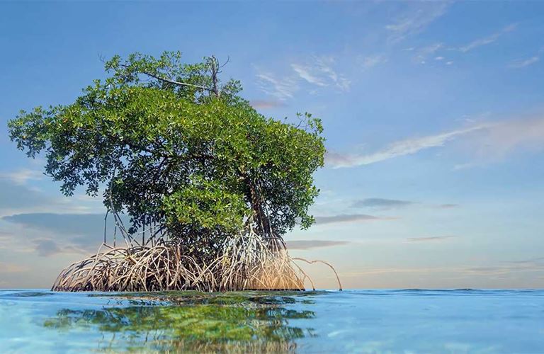 VIDEO: Happy International Mangrove Day — how our planting efforts reach the world