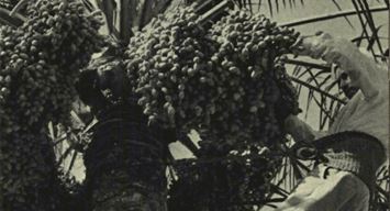 This Day in History (1990): Dates attain their best flavor this month