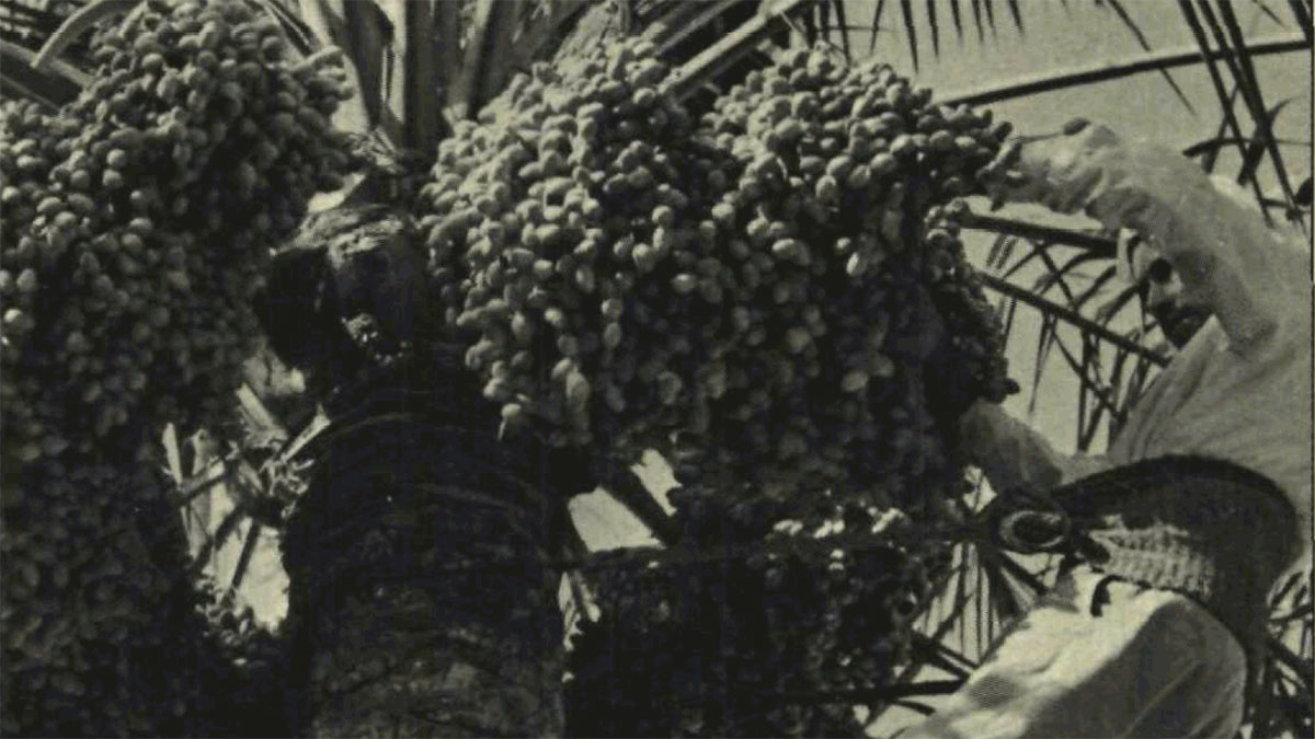 1990 picking dates in the Kingdom