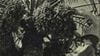 This Day in History (1990): Dates attain their best flavor this month