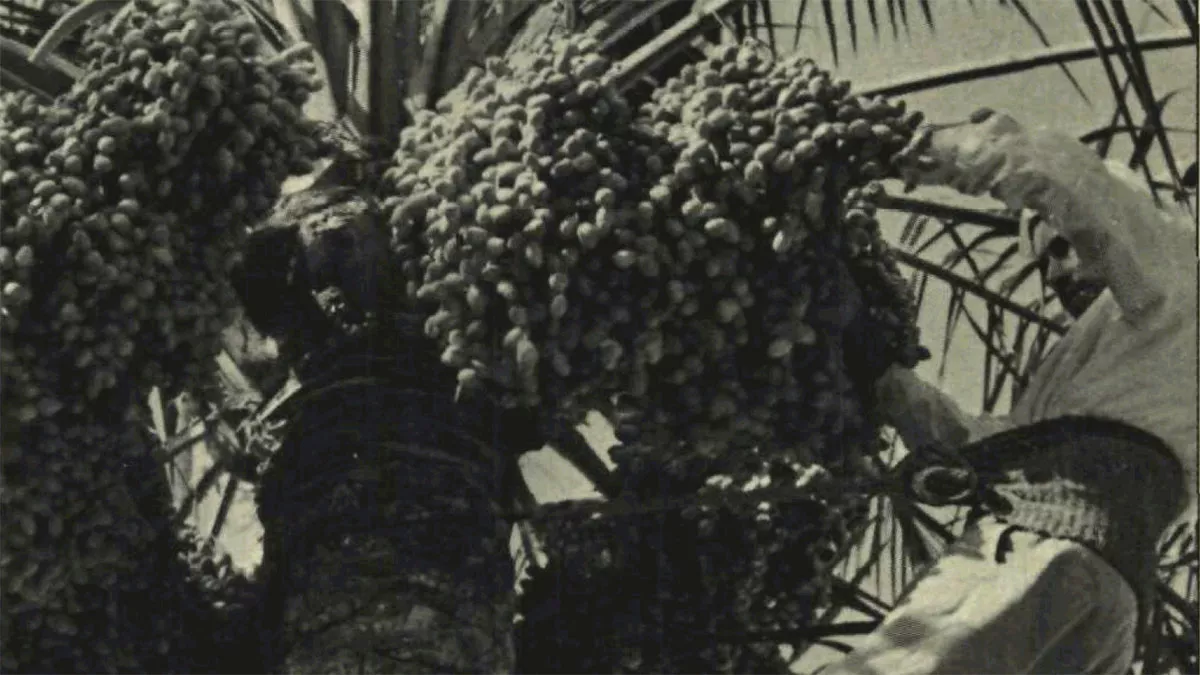 This Day in History (1990): Dates attain their best flavor this month