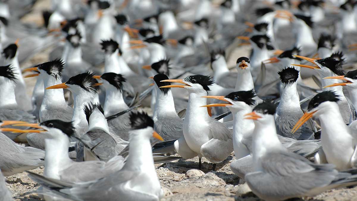 Lesser Crested Tern - Mohammed Shobrak