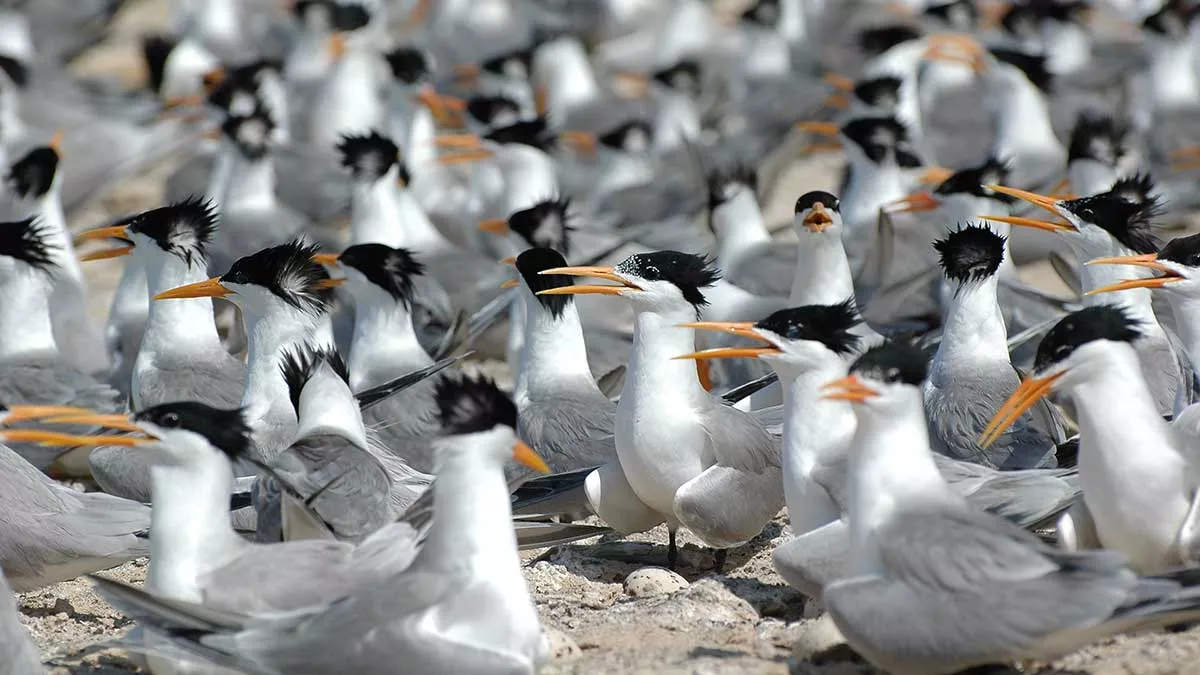 Lesser Crested Tern - Mohammed Shobrak