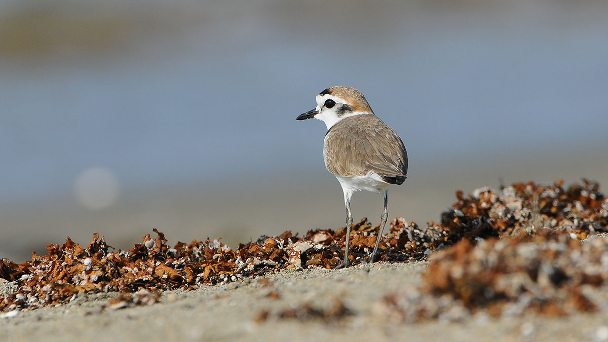 Kentish Plover - Bader Al Qassim