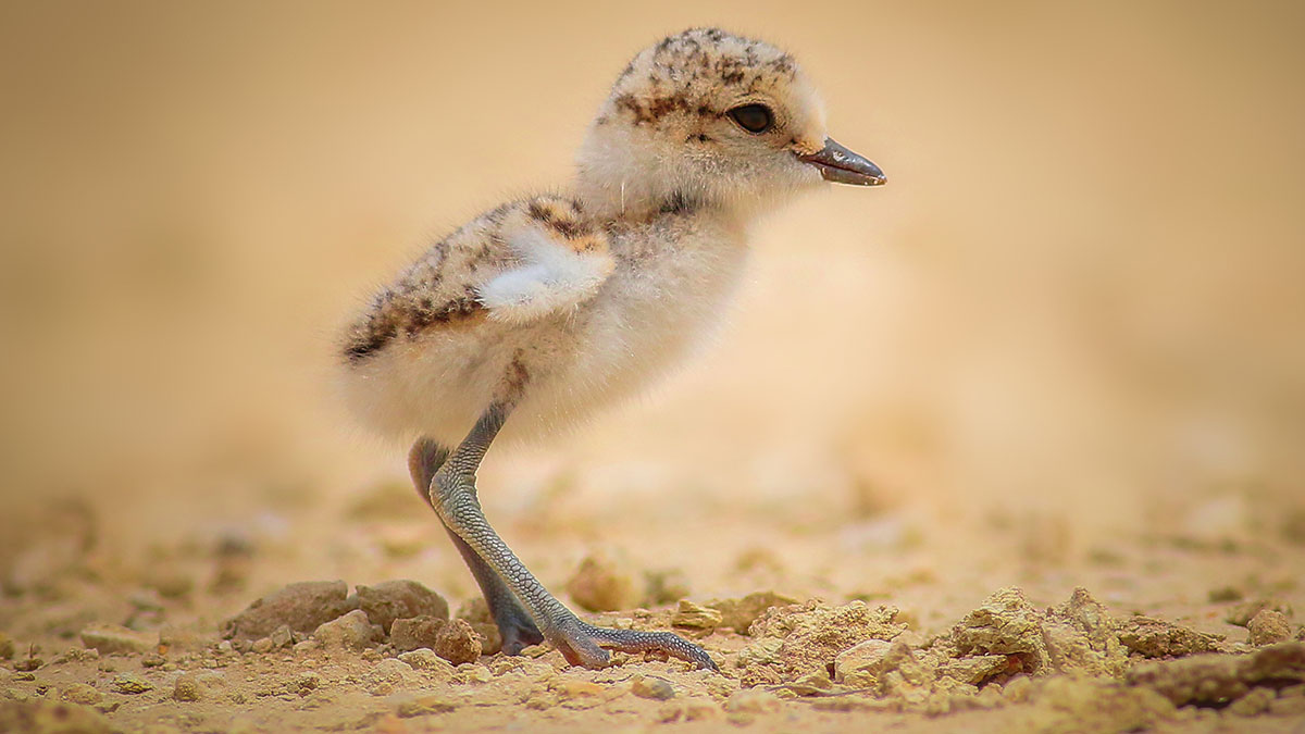 Kentish Plover chick - Mohammad Al-Ruqaya