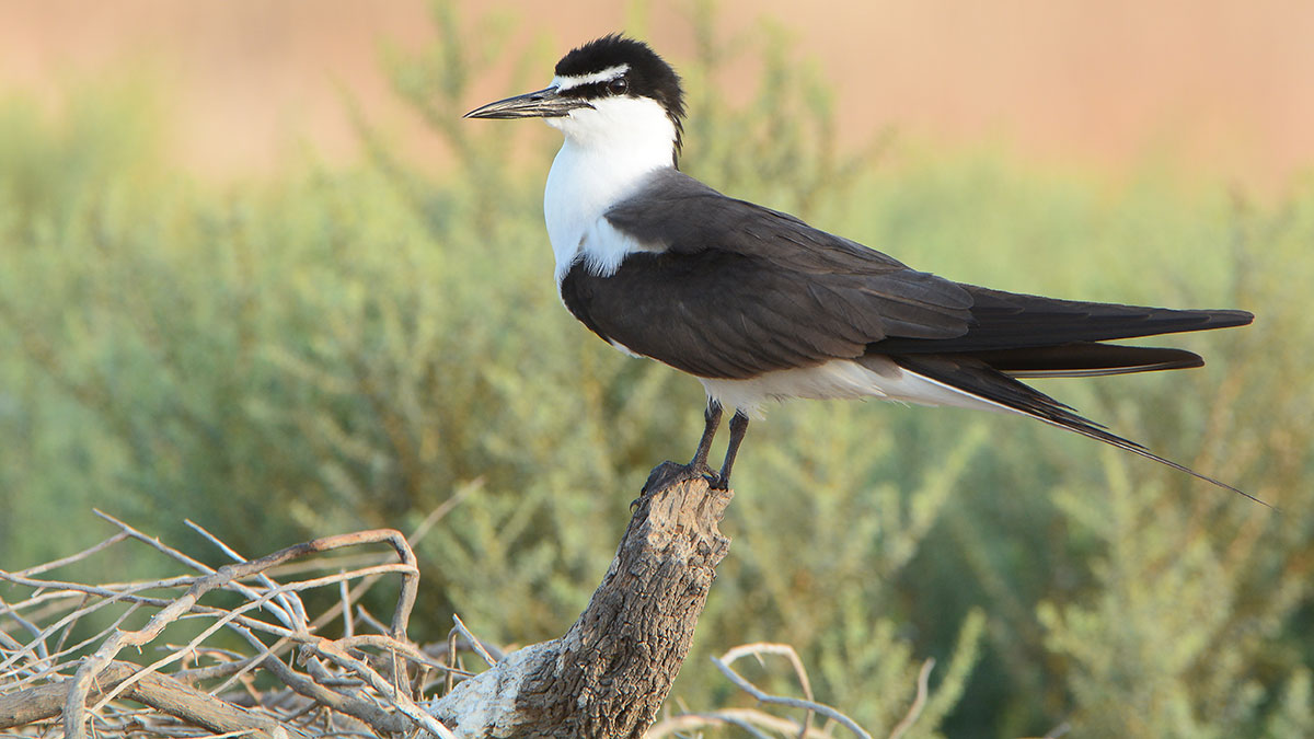 Bridled Tern - Bader Al Qassim