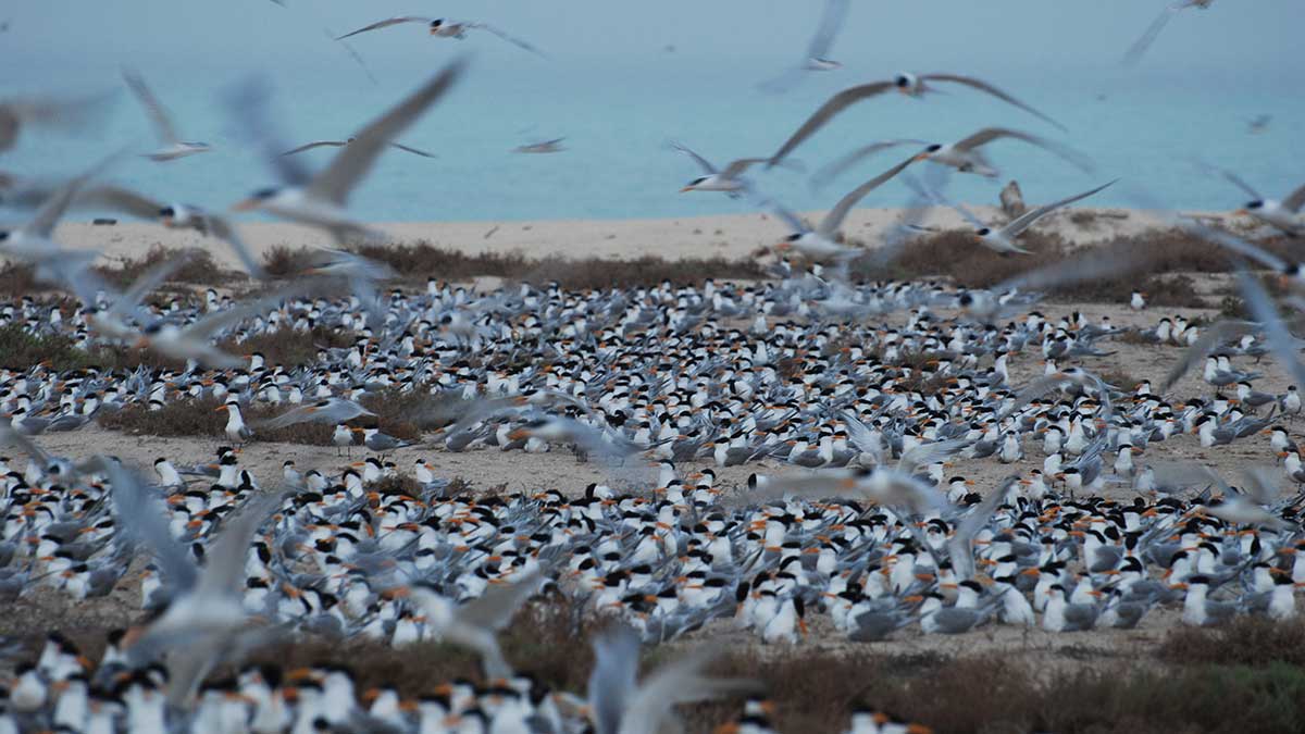 Lesser-crested Terns - Abdullah H. Alsuhaibany