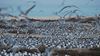 Play your part in protecting breeding birds