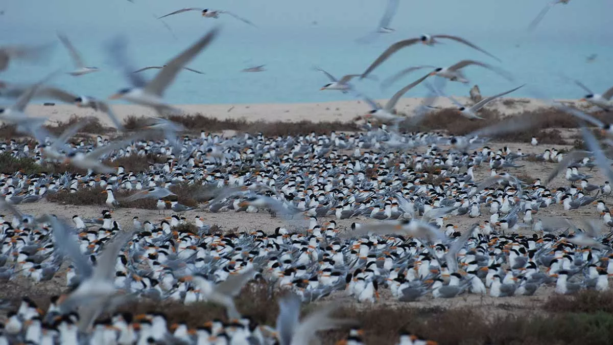 Lesser-crested Terns - Abdullah H. Alsuhaibany