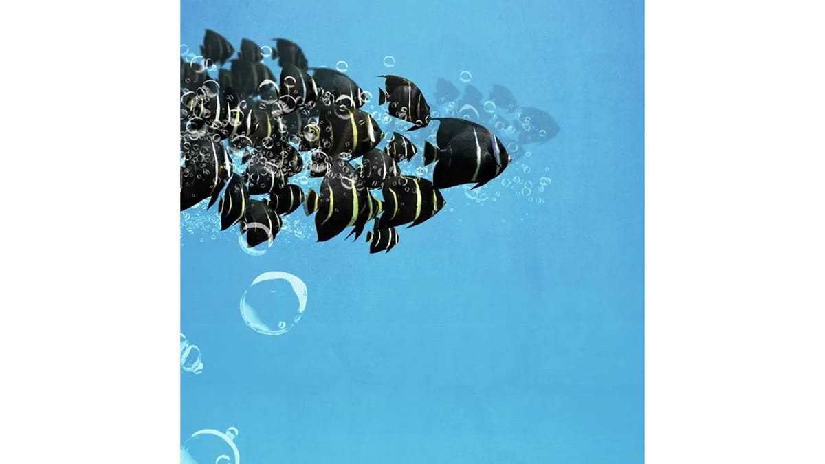 Aramco Ocean Deep Data Dive second fish in slider