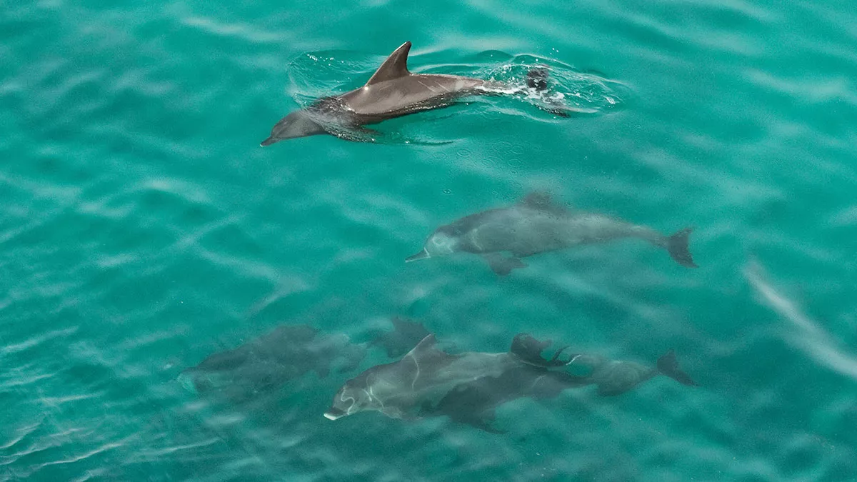 Aramco Ocean Deep Data Dive bottle nosed dolphins