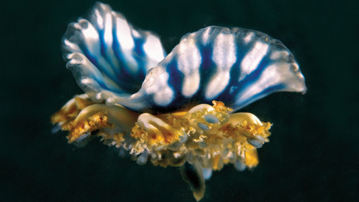 Aramco Ocean Deep Data Dive nudibranch
