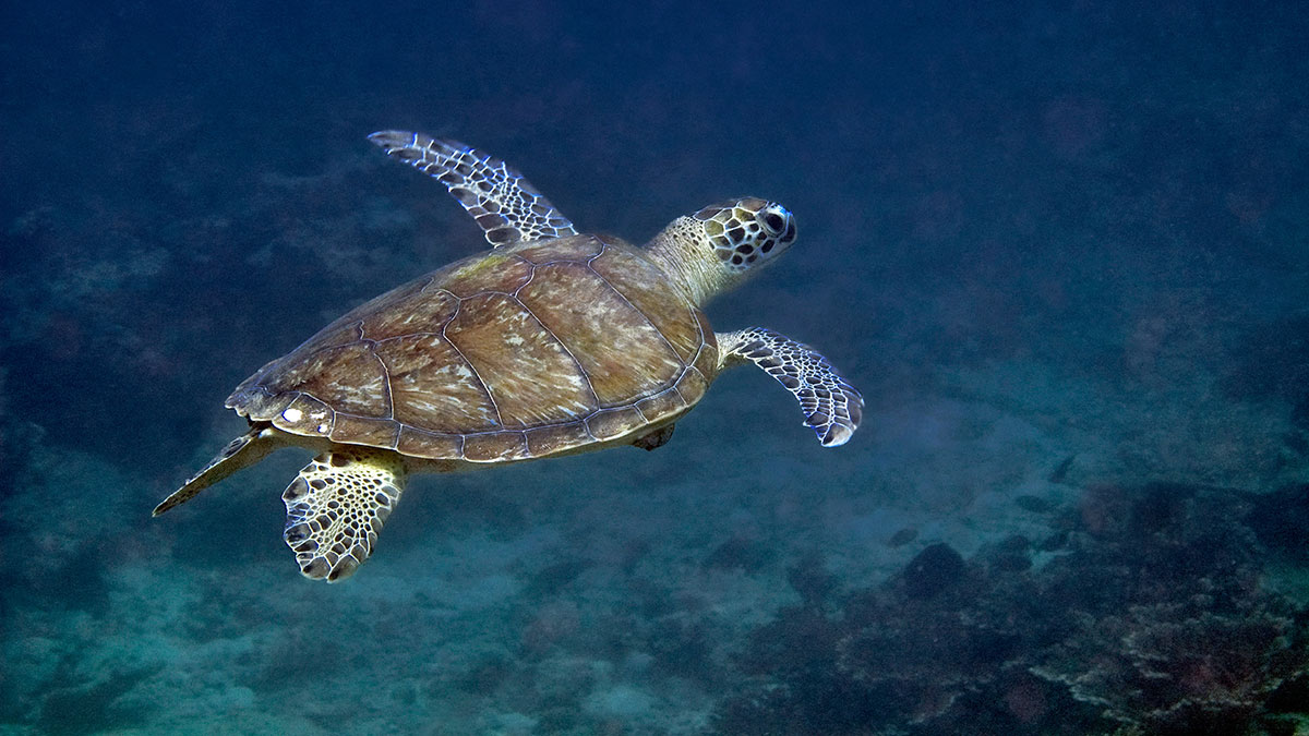 Aramco Ocean Deep Data Dive sea turtle