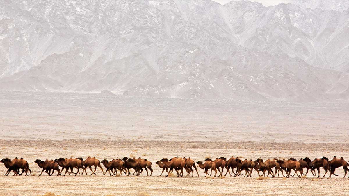 AramcoWorld camel feature Camels_Yuan-Lei-Courtesy-John-Hare