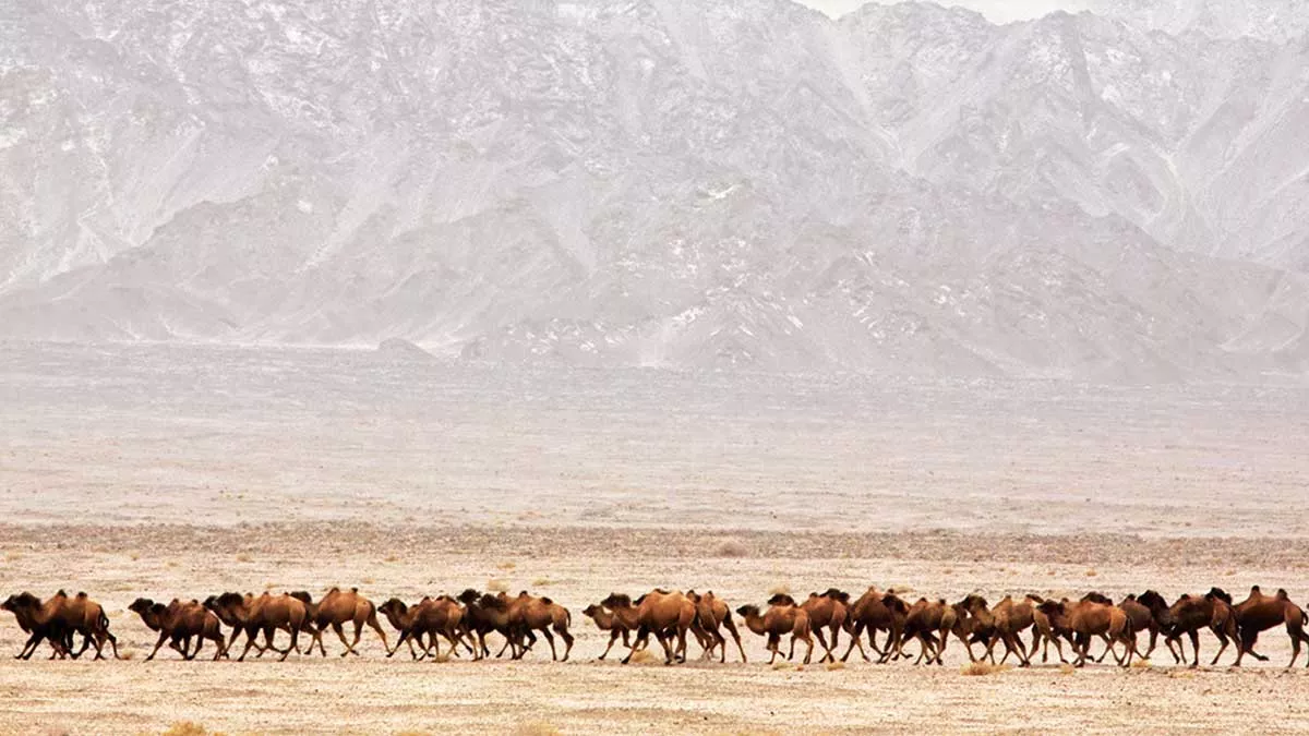 AramcoWorld camel feature Camels_Yuan-Lei-Courtesy-John-Hare
