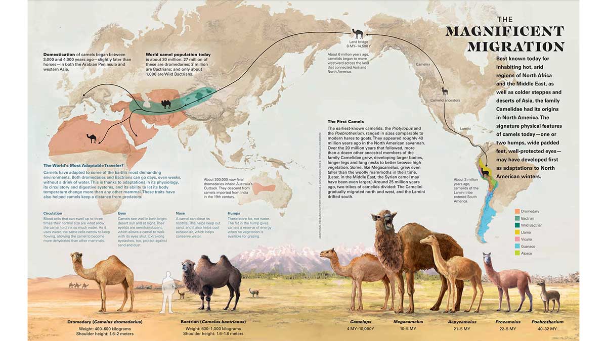 AramcoWorld Camel Feature map of species location
