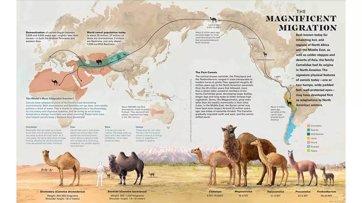 AramcoWorld Camel Feature map of species location