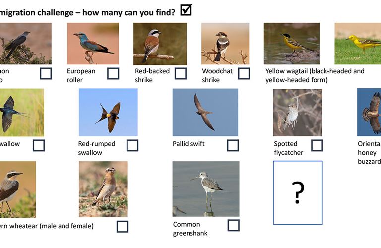 Help us identify migrating birds