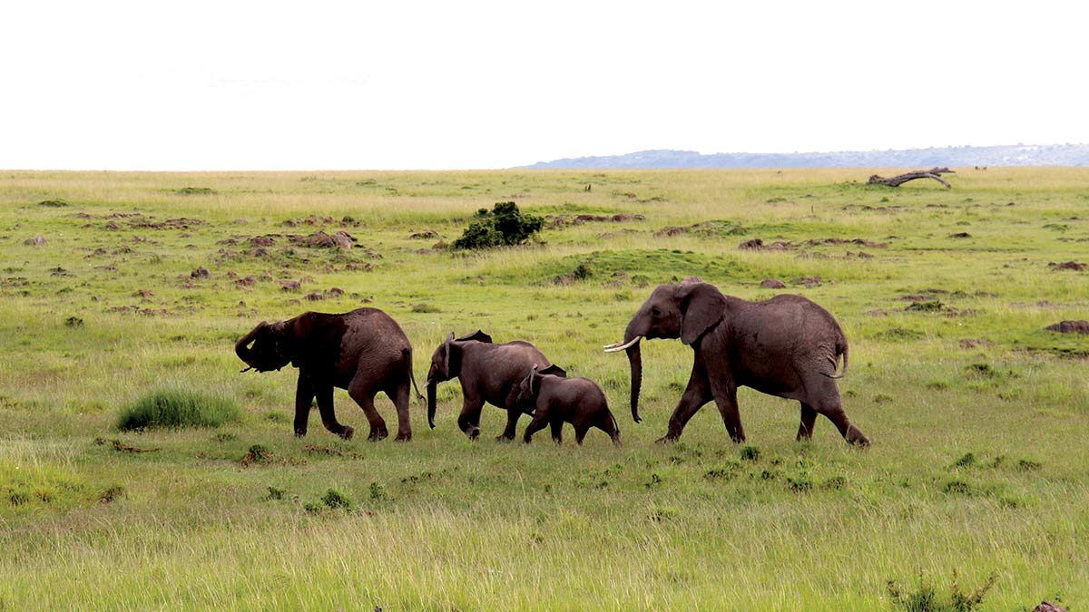 Aramcon Travel Kenya Masai Mara elephants