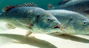 Week 32 Most Viewed: From fisheries to travel photography, retirements, and a baroness
