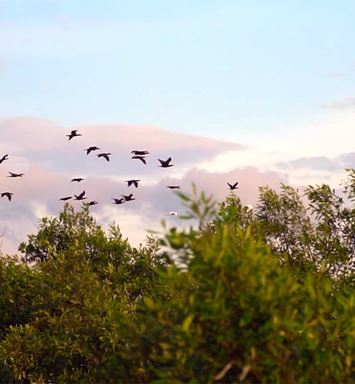 فيديو: أهمية أشجار المانجروف في حماية التنوع الحيوي في المملكة