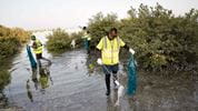 World Mangrove Day at Al-Midra celebrates Aramco’s restorative efforts with these coastal trees