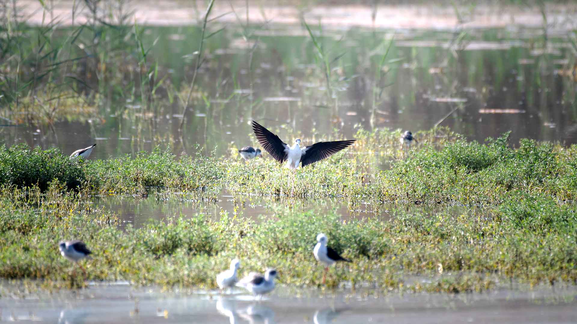 الطيور المهاجرة تحط رحالها مجددًا في أفق الظهران