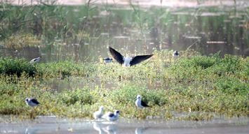 Dhahran celebrates the return of migratory birds