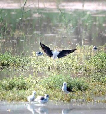 Dhahran celebrates the return of migratory birds