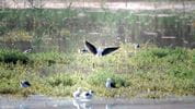 Dhahran celebrates the return of migratory birds