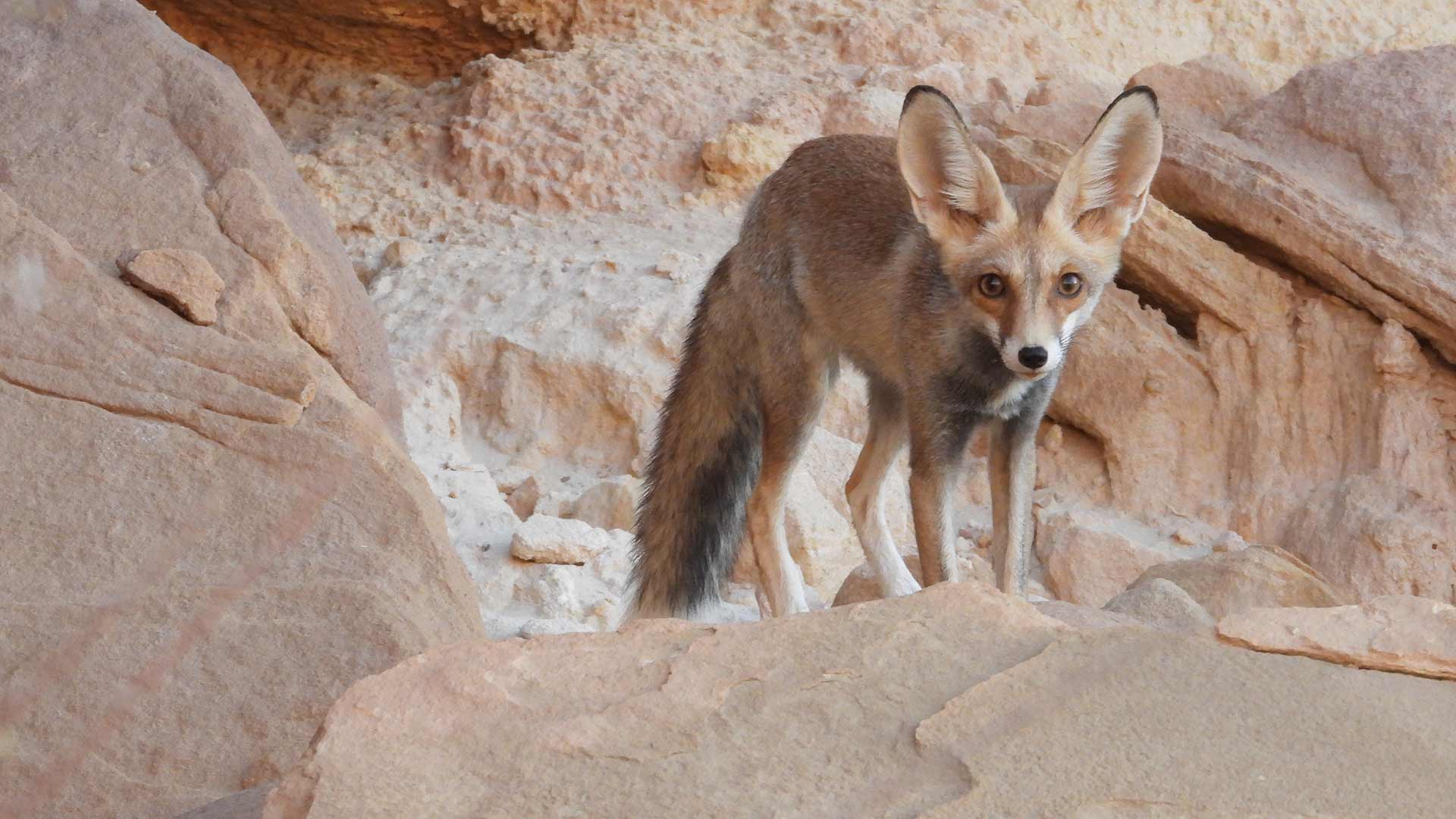 The Blanford's fox: A unique part of Aramco’s biodiversity action