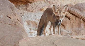 The Blanford's fox: A unique part of Aramco’s biodiversity action